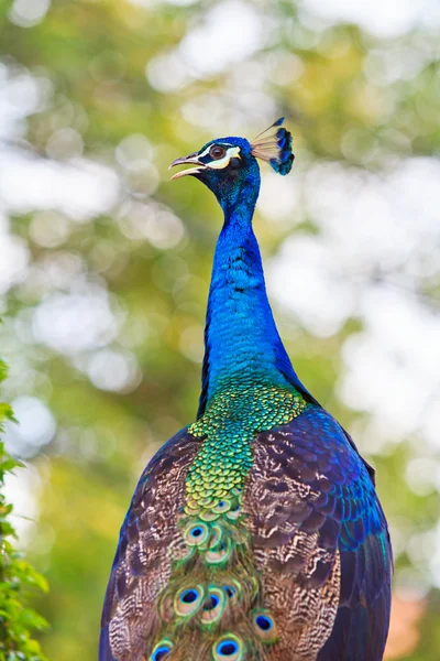 Close-up retrato de belo pavão — Fotografia de Stock