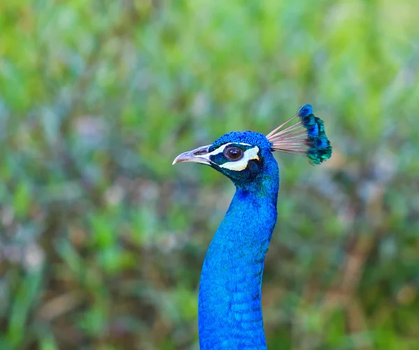 Närbild porträtt av vacker påfågel — Stockfoto