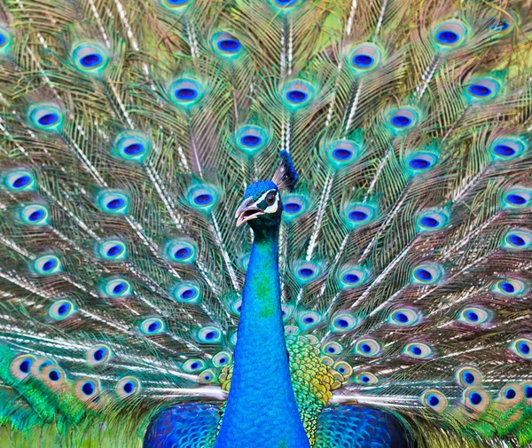 Närbild porträtt av vacker påfågel — Stockfoto