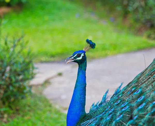 Nahaufnahme Porträt der schönen Pfau — Stockfoto