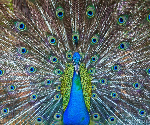 Güzel tavus kuşunun yakın plan portresi — Stok fotoğraf