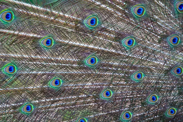 Peacock feathers background — Stock Photo, Image