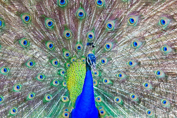 Primer plano retrato de hermoso pavo real — Foto de Stock