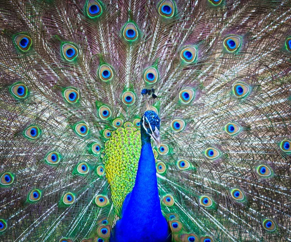 Närbild porträtt av vacker påfågel — Stockfoto