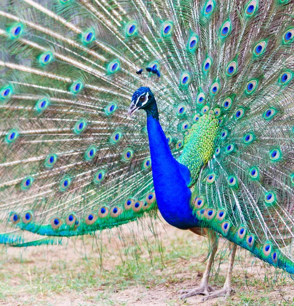 Primer plano retrato de hermoso pavo real — Foto de Stock