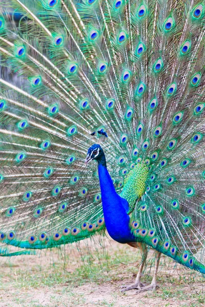 Close-up portrait of beautiful peacock — Stock Photo, Image