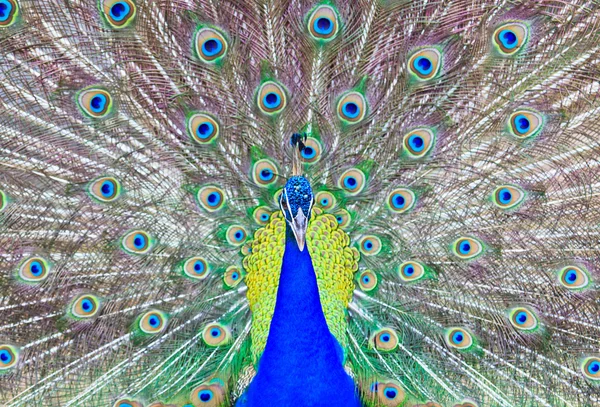 Close-up retrato de belo pavão — Fotografia de Stock