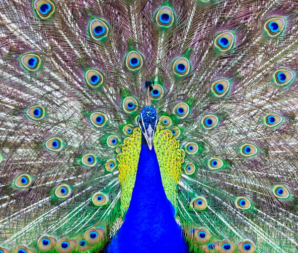 Close-up retrato de belo pavão — Fotografia de Stock