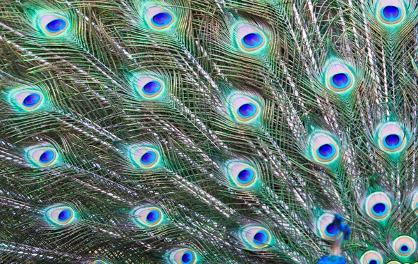 Peacock feathers background — Stock Photo, Image