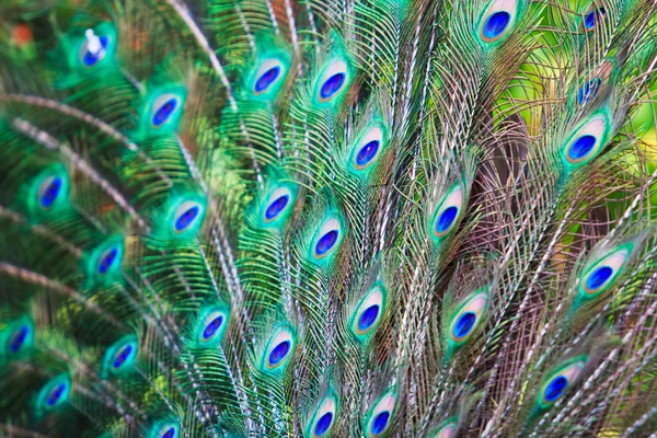 Peacock feathers background — Stock Photo, Image