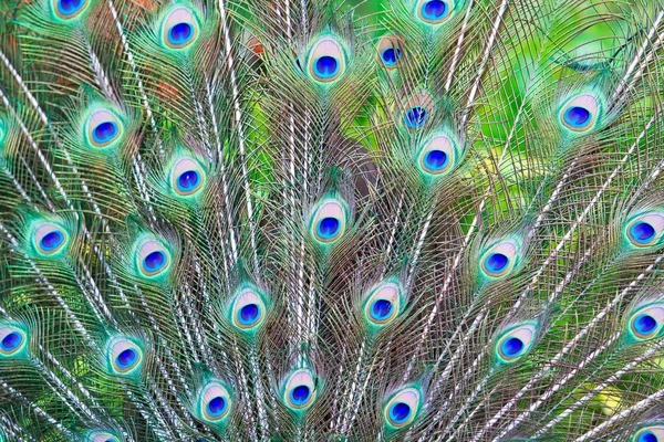 Peacock feathers background — Stock Photo, Image