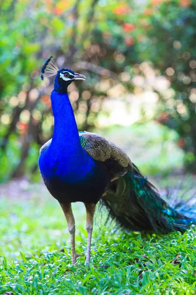 Närbild porträtt av vacker påfågel — Stockfoto