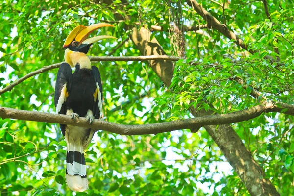 Grande hornbill — Fotografia de Stock