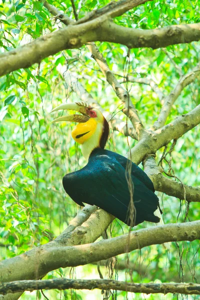 Grande hornbill — Fotografia de Stock