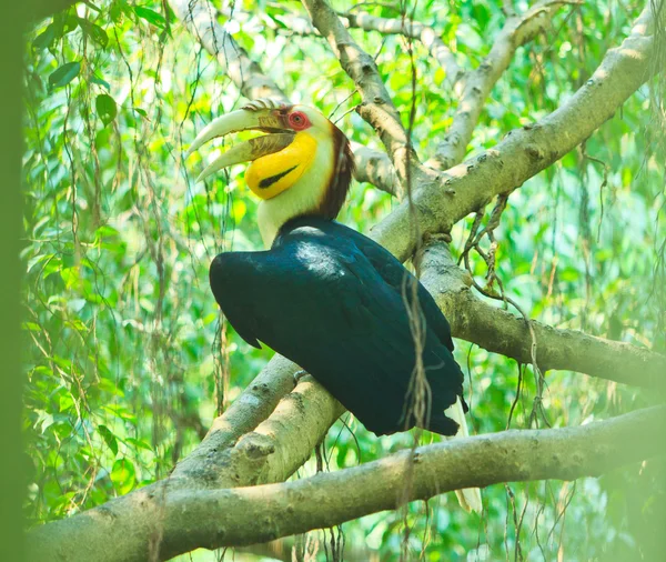 Grande hornbill — Fotografia de Stock