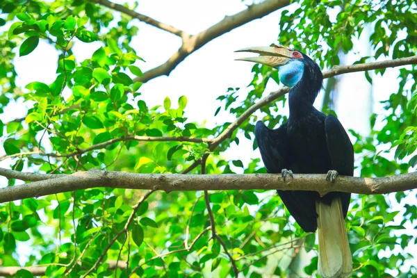 Großer Hornvogel — Stockfoto