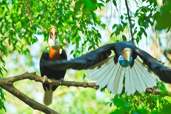 위대한 hornbill — 스톡 사진