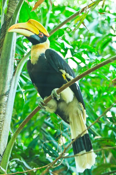 Grande hornbill — Fotografia de Stock