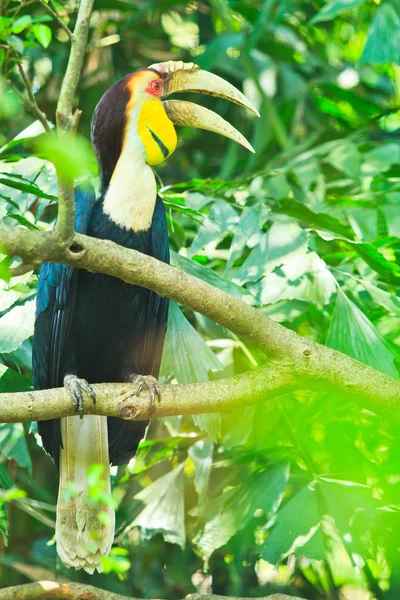 Grande hornbill — Fotografia de Stock