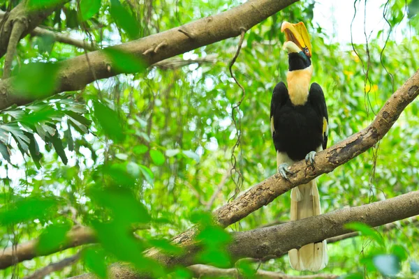 Great hornbill — Stockfoto