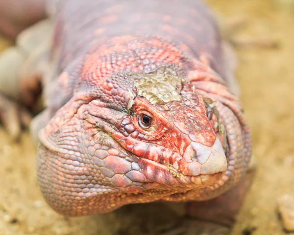 Red Iguana — Stock Photo, Image