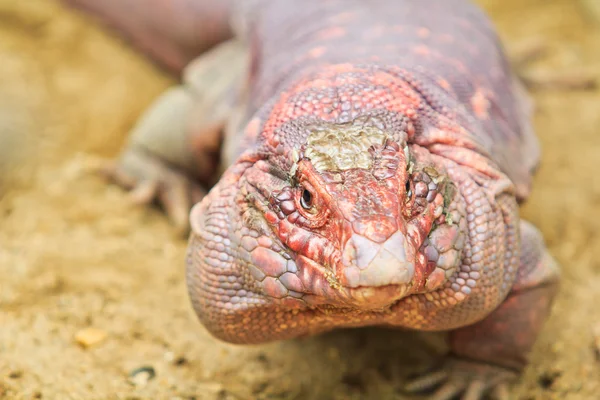 Iguana vermelha — Fotografia de Stock