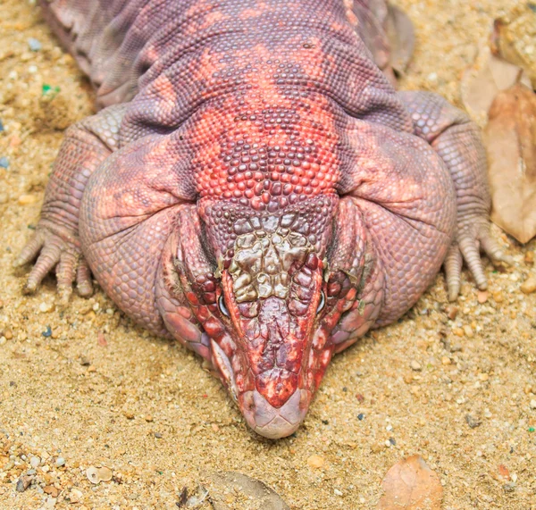 Red Iguana — Stock Photo, Image