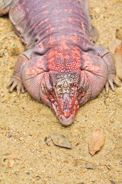 Iguana vermelha — Fotografia de Stock
