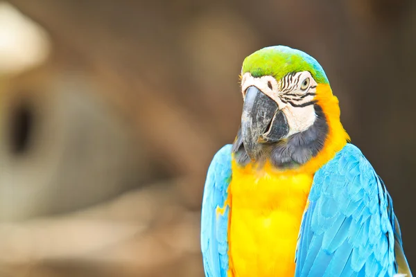 Loro guacamayo — Foto de Stock