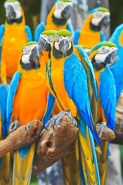 Papagaio-da-índia — Fotografia de Stock