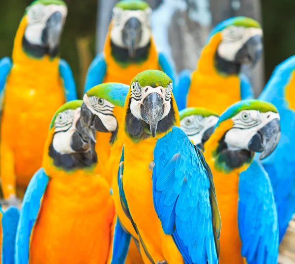 Macaw parrot — Stock Photo, Image