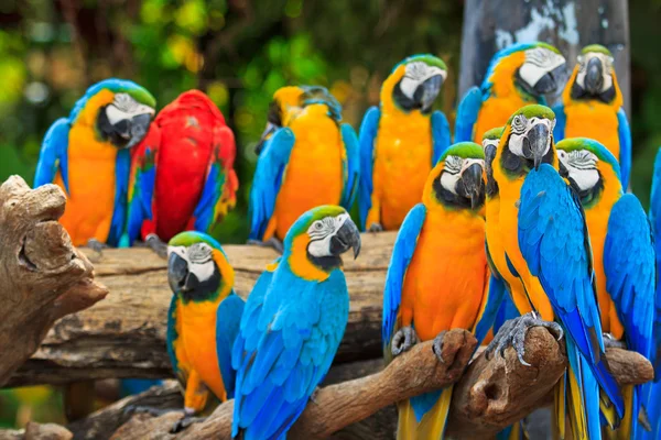 Macaw parrot — Stock Photo, Image