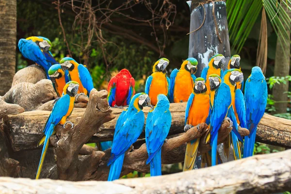 Amerika papağanı papağan