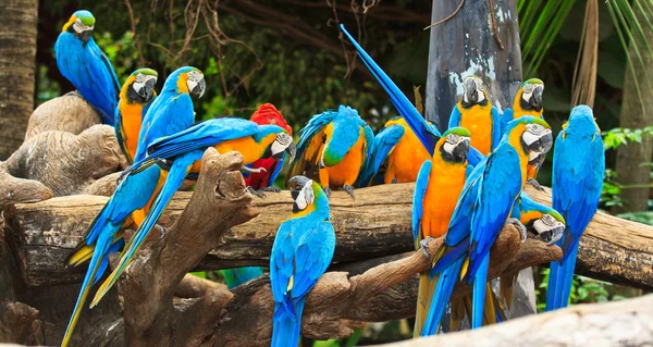 Papagaio-da-índia — Fotografia de Stock