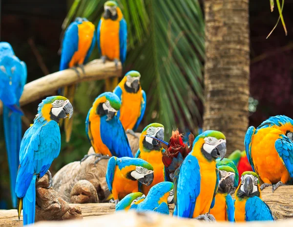 Macaw parrot — Stock Photo, Image