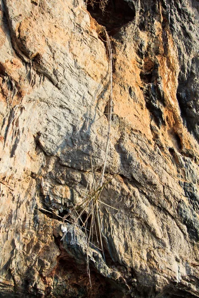 Caverna na Ilha - lugar de coleção de ninho de pássaro Tailândia — Fotografia de Stock