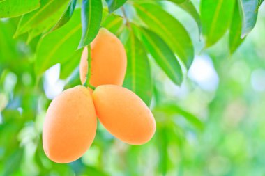 maprang marian Erik ve Erik mango Tayland