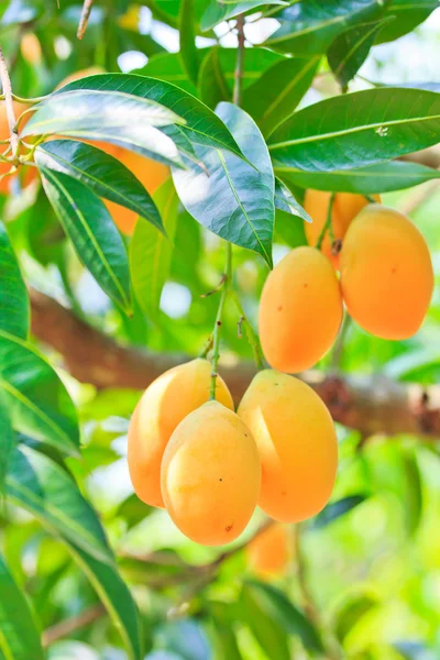 Maprang Marian Plum and Plum Mango thailand — Stock Photo, Image