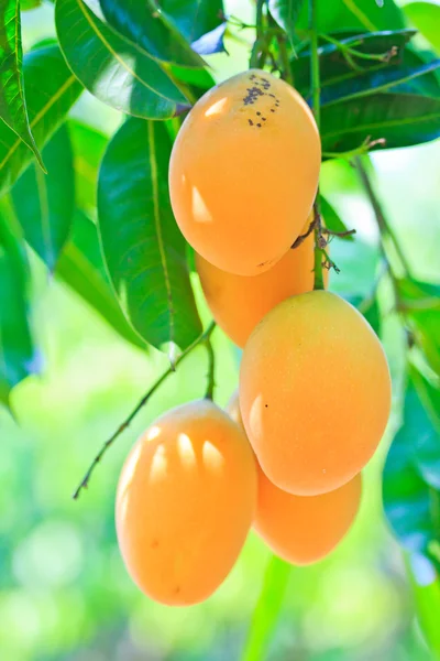 Maprang marian pruim en pruim mango thailand — Stockfoto