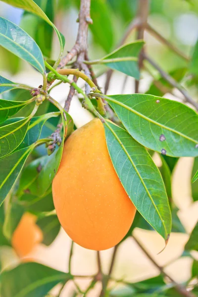 Maprang marian pruim en pruim mango thailand — Stockfoto