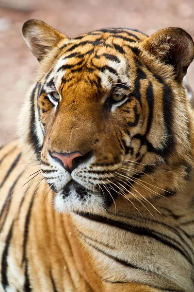 Tiger ansikte — Stockfoto