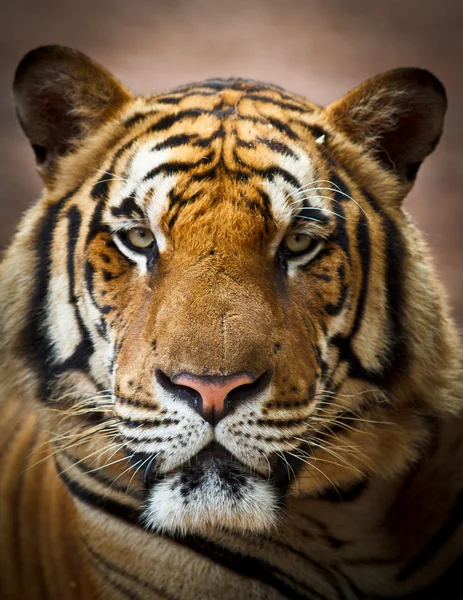 Face de tigre — Photo