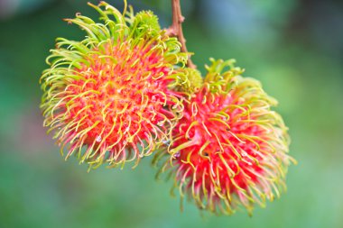 orchard Doğu üzerinde gelen taze rambutan Tayland part