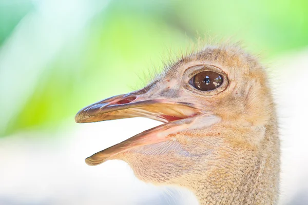 Struisvogel hoofd close-up — Stockfoto