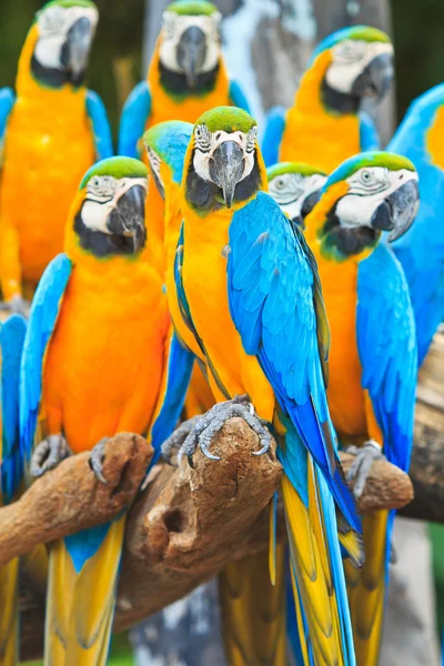 Macaw parrot — Stock Photo, Image