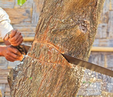 Logger adam kesme ahşap