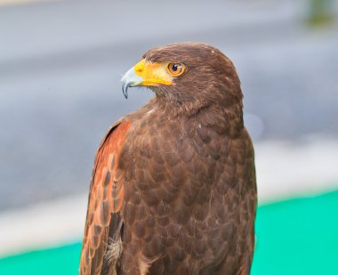 Şahin
