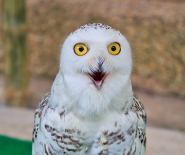 Snow owl clipart