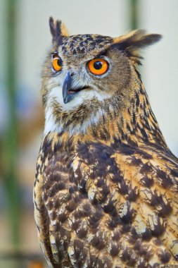 Kartal baykuş