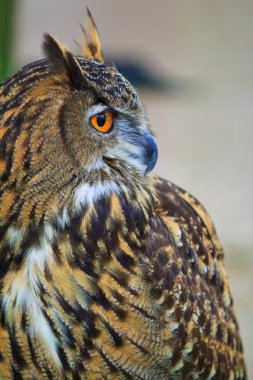 Kartal baykuş